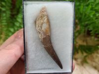 Plesiosaur Tooth (2.67 inch) #04