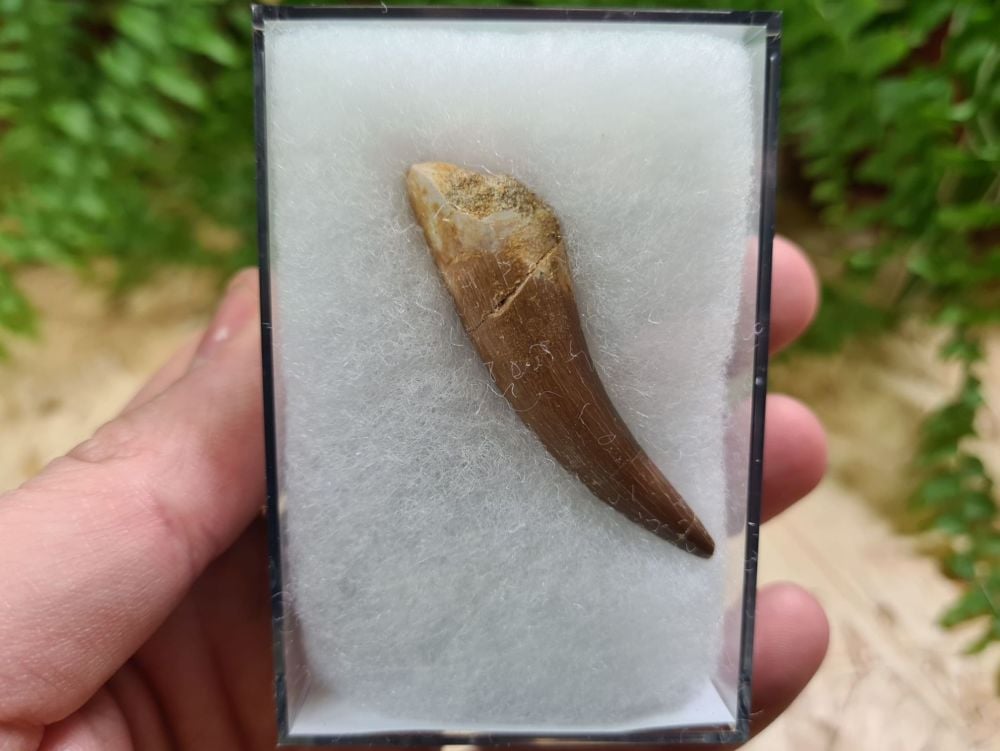 Plesiosaur Tooth (2.12 inch) #06
