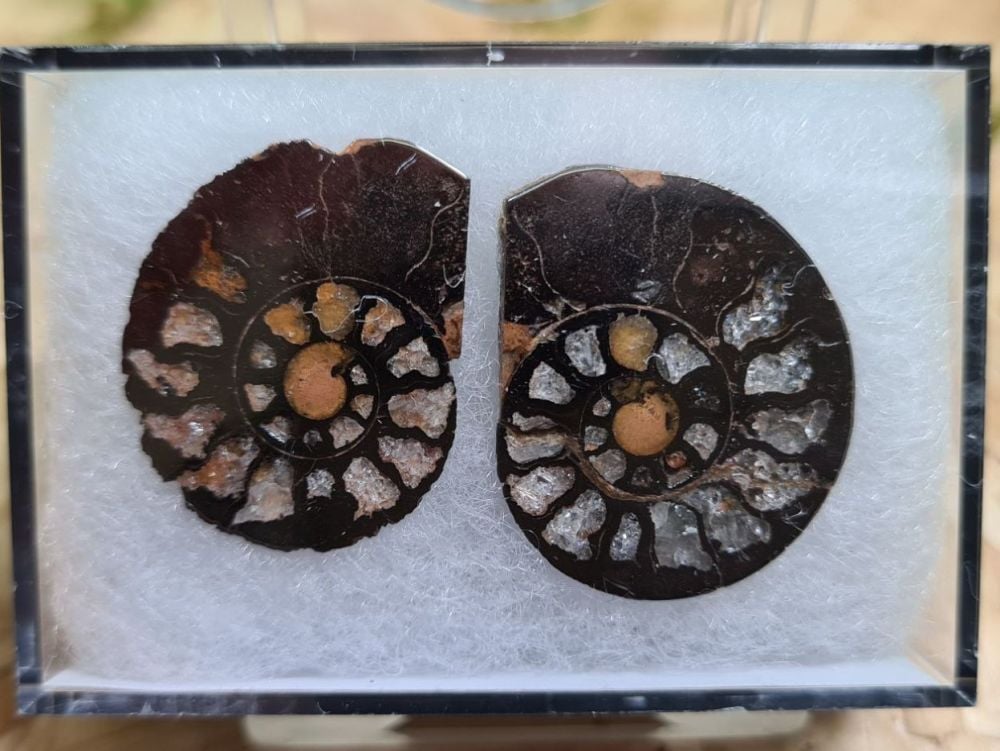 Cut & Polished Haematite Ammonite #06