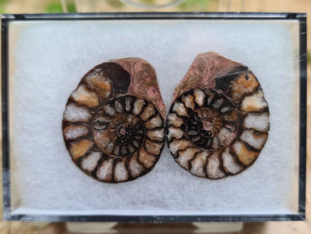 Cut & Polished Haematite Ammonite #08
