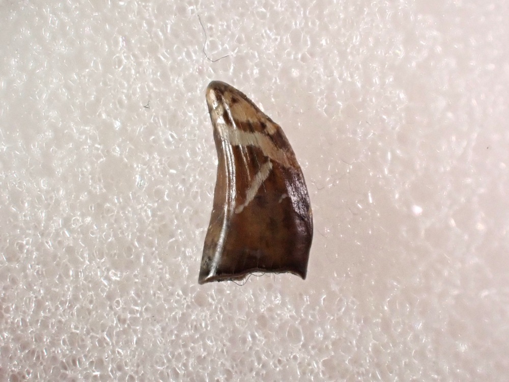 Paronychodon Tooth #02