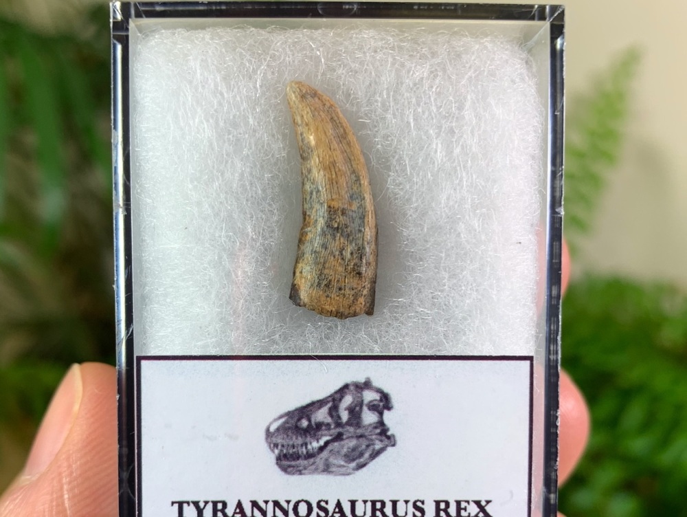 Small Tyrannosaurus rex Tooth (0.81 inch) #20