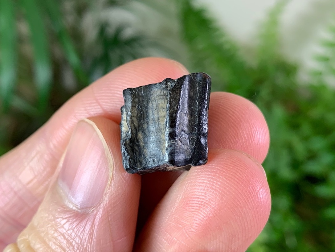 RARE Iguanodontid or Basal Hadrosaurid Tooth (Niger) #03