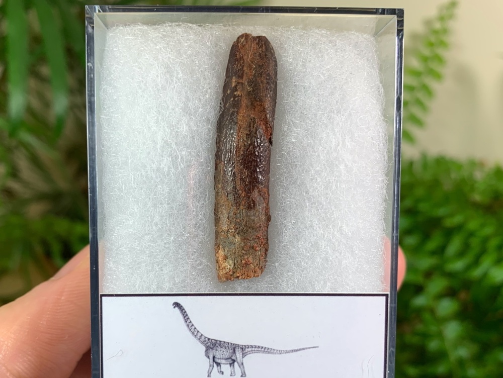Titanosaurid Sauropod Tooth, Kem Kem #01