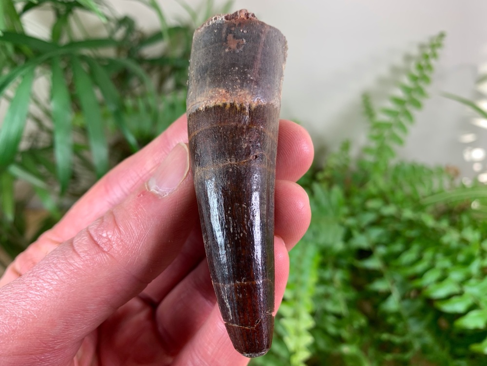 Spinosaurus Tooth - 3.06 inch #SP28