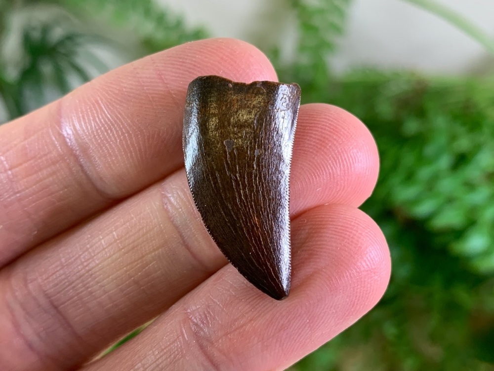 Carcharodontosaurus Tooth - 1.03 inch #CT33