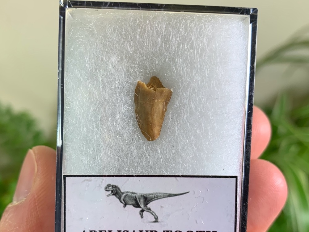 Abelisaur Dinosaur Tooth #AB07