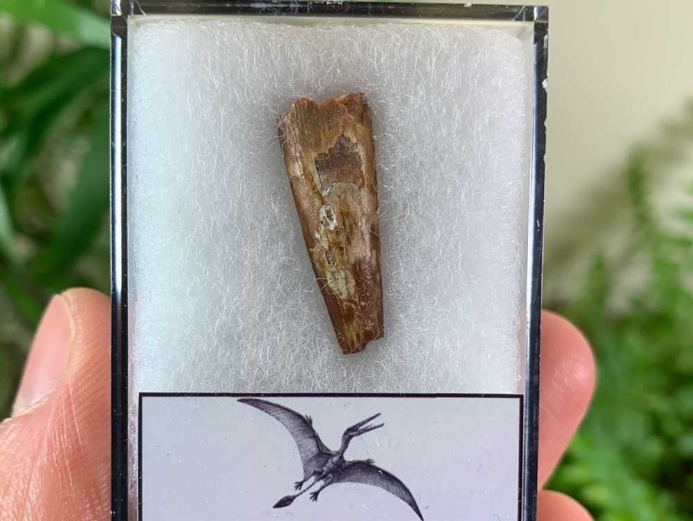 Pterosaur Tooth, Morocco #04