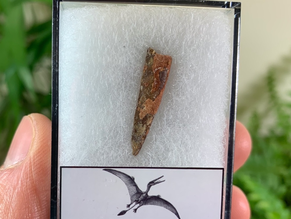 Pterosaur Tooth, Morocco #03