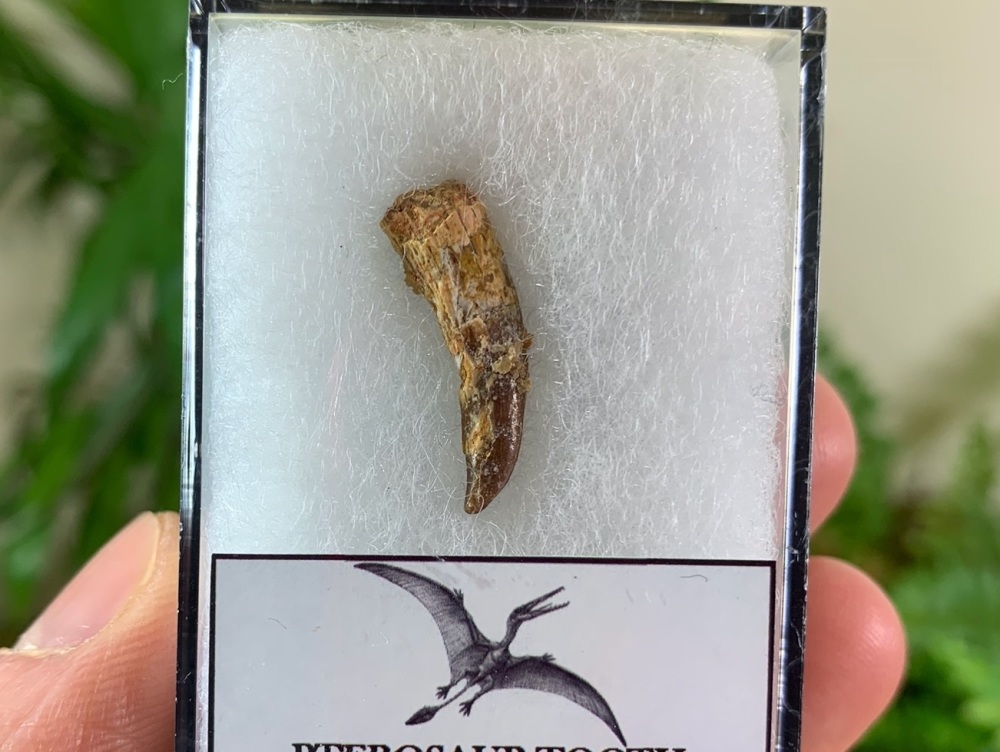 Pterosaur Tooth, Morocco #04