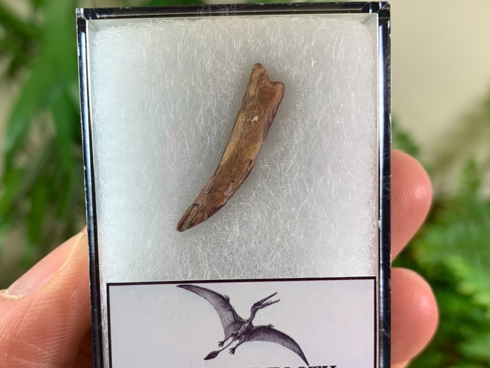 Pterosaur Tooth, Morocco #05