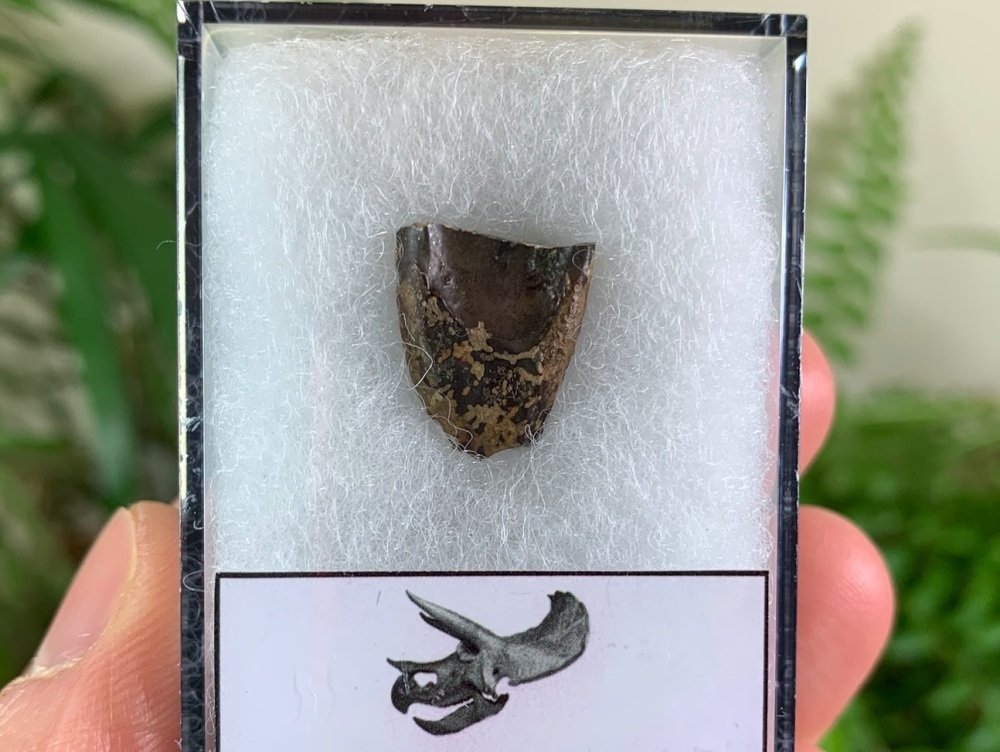Triceratops Tooth #06