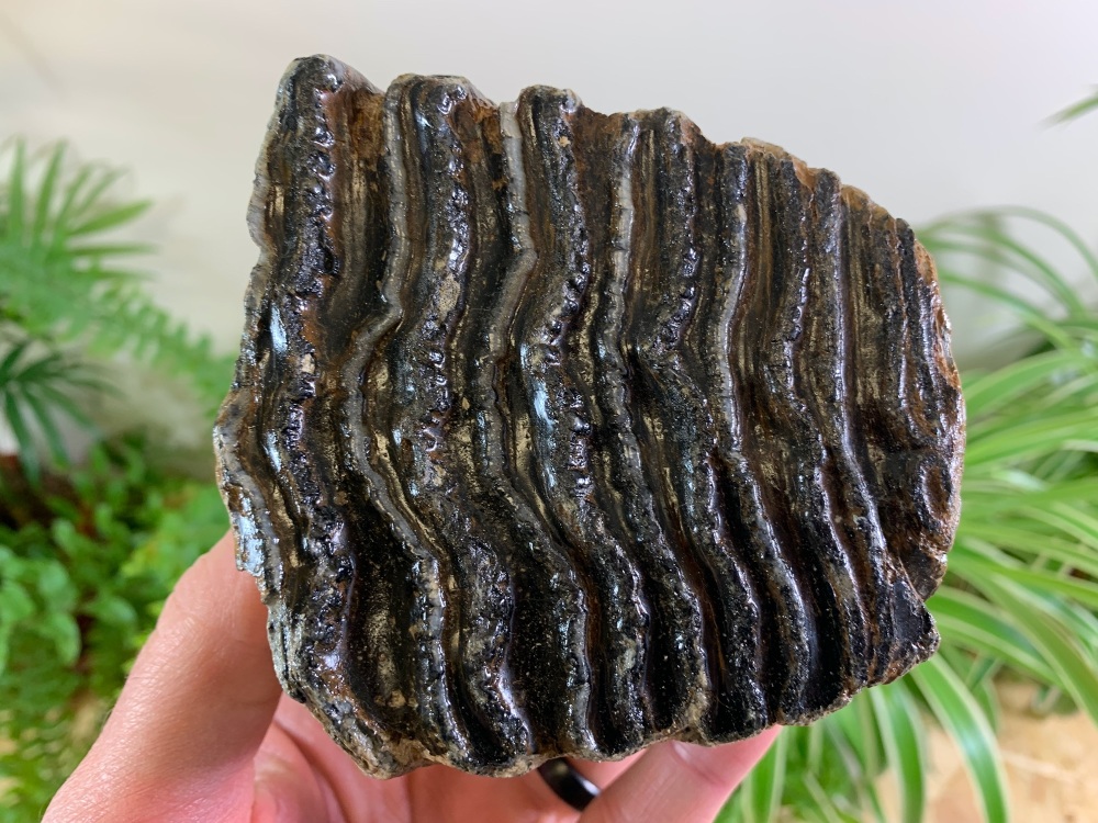 Woolly Mammoth Tooth (Partial) #02