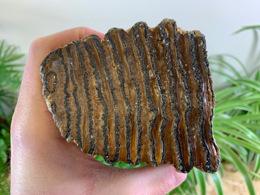 Woolly Mammoth Tooth (Partial) #03