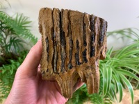 Woolly Mammoth Tooth (Partial) #04