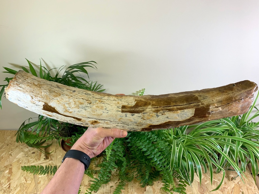 Large Woolly Mammoth Tusk (1.93ft)