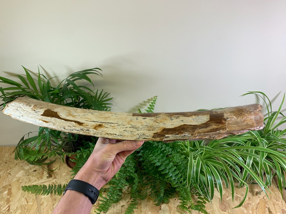 Large Woolly Mammoth Tusk (1.93ft)
