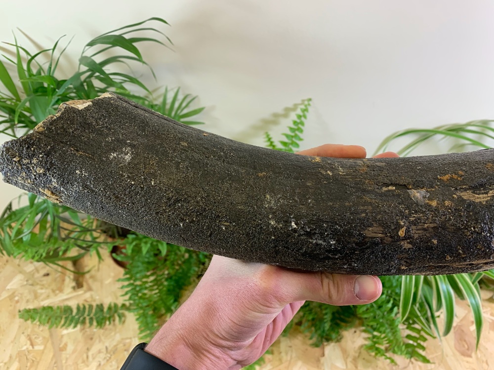 Large Woolly Mammoth Tusk (1.5ft)