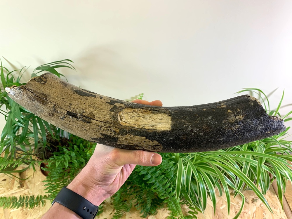 Large Woolly Mammoth Tusk (1.5ft)