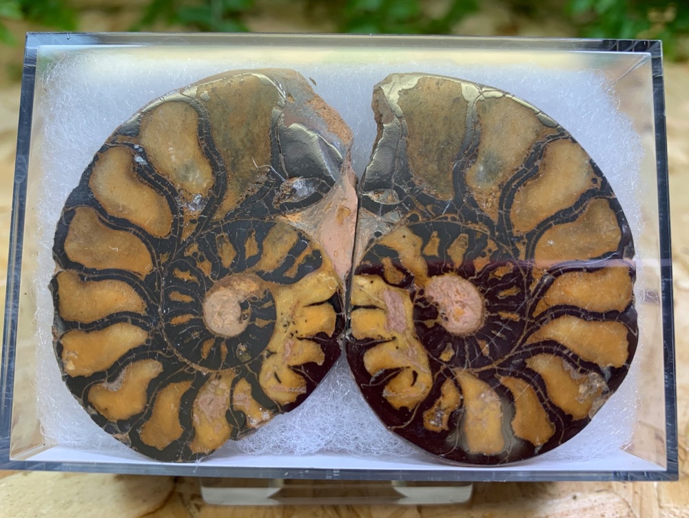 Cut & Polished Haematite Ammonite #10