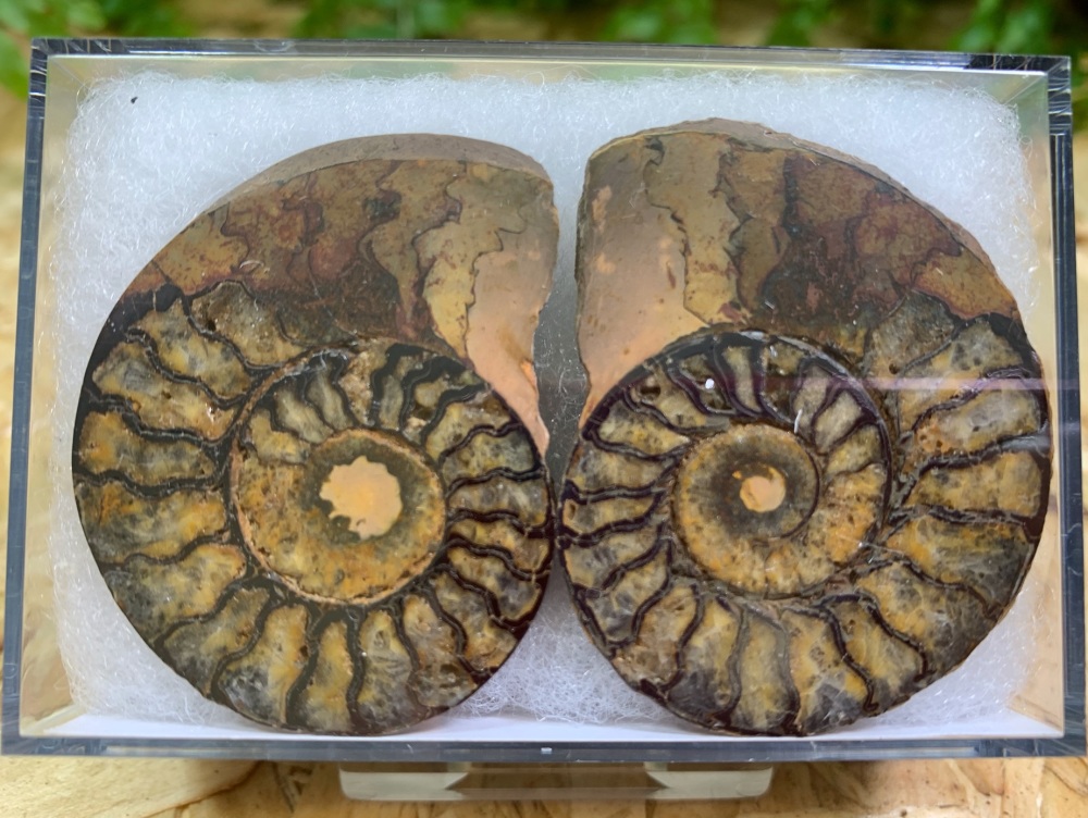 Cut & Polished Haematite Ammonite #11