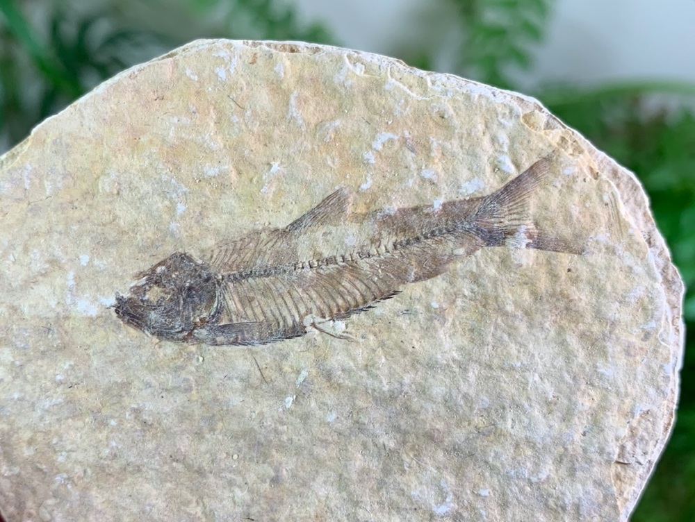 Fossil Fish, Green River Formation #01