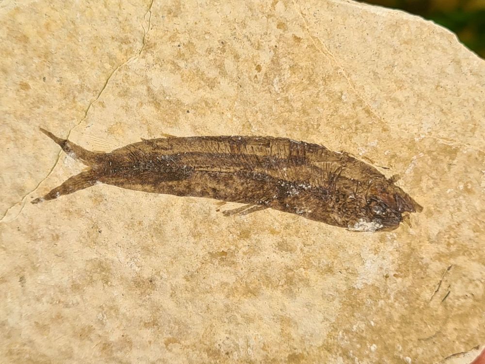 Fossil Fish, Green River Formation #07