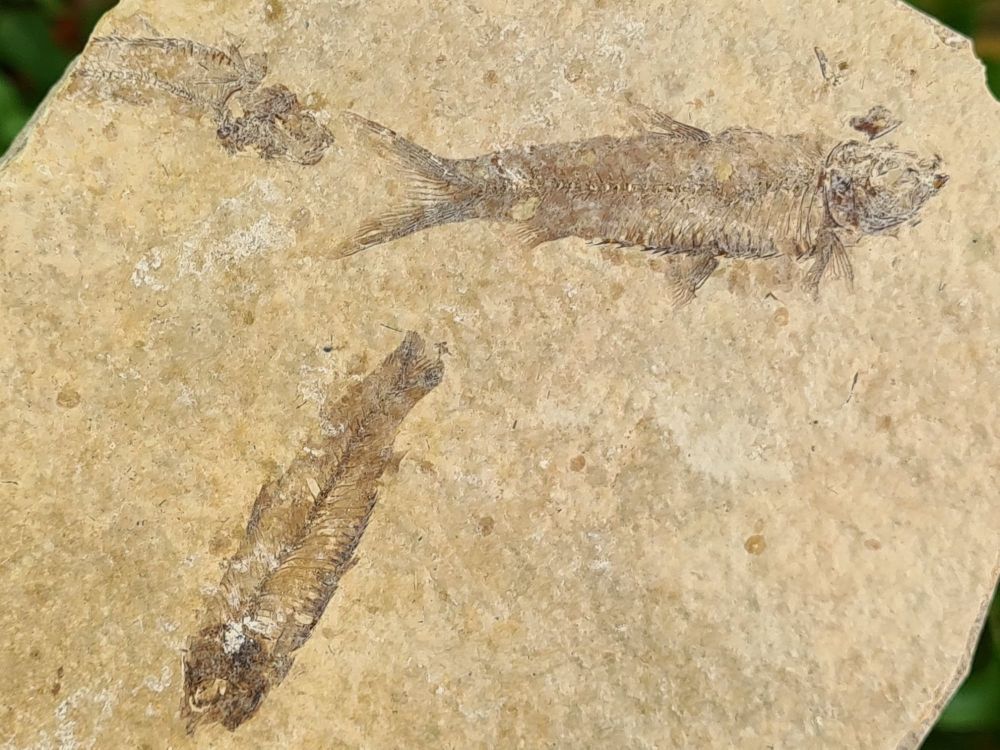 Fossil Fish, Green River Formation #16