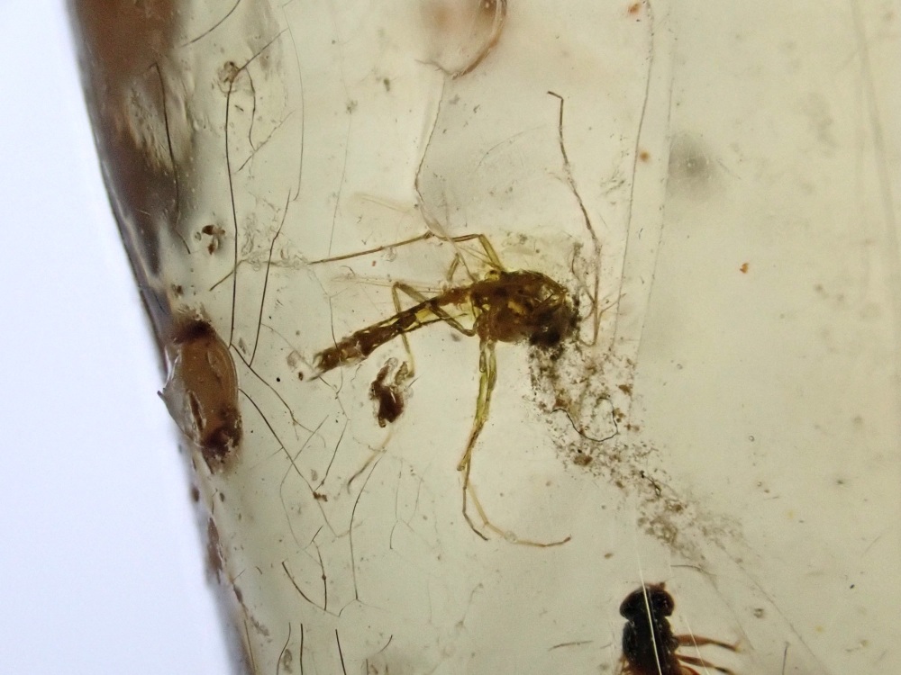 Madagascar Copal with Insect Inclusions #01