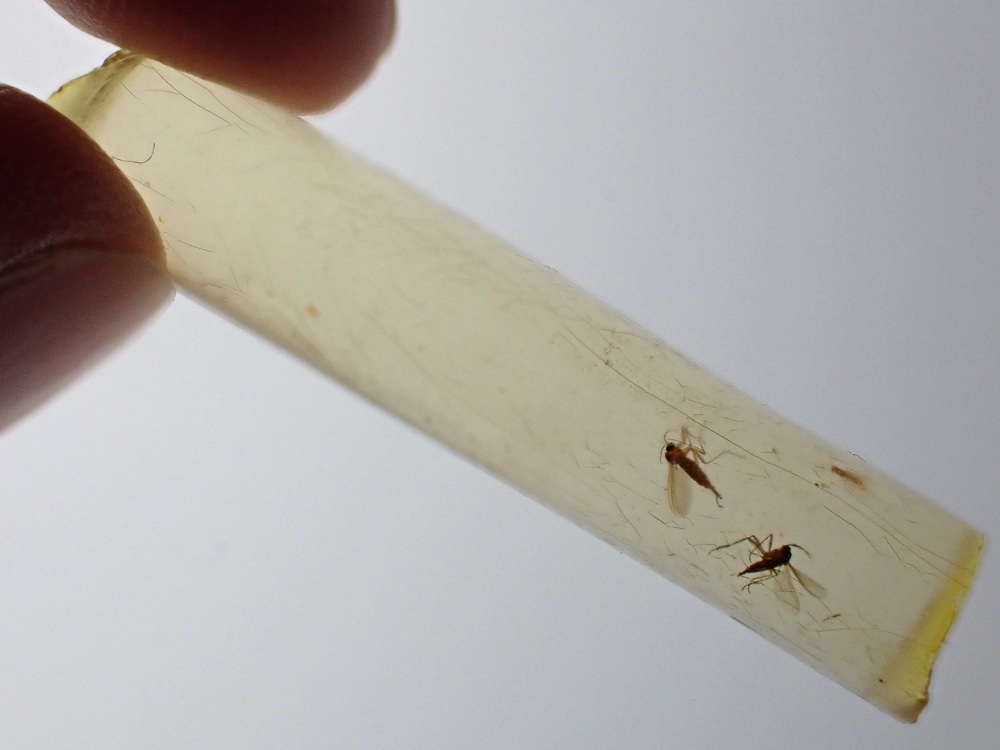 Madagascar Copal with Insect Inclusions #02