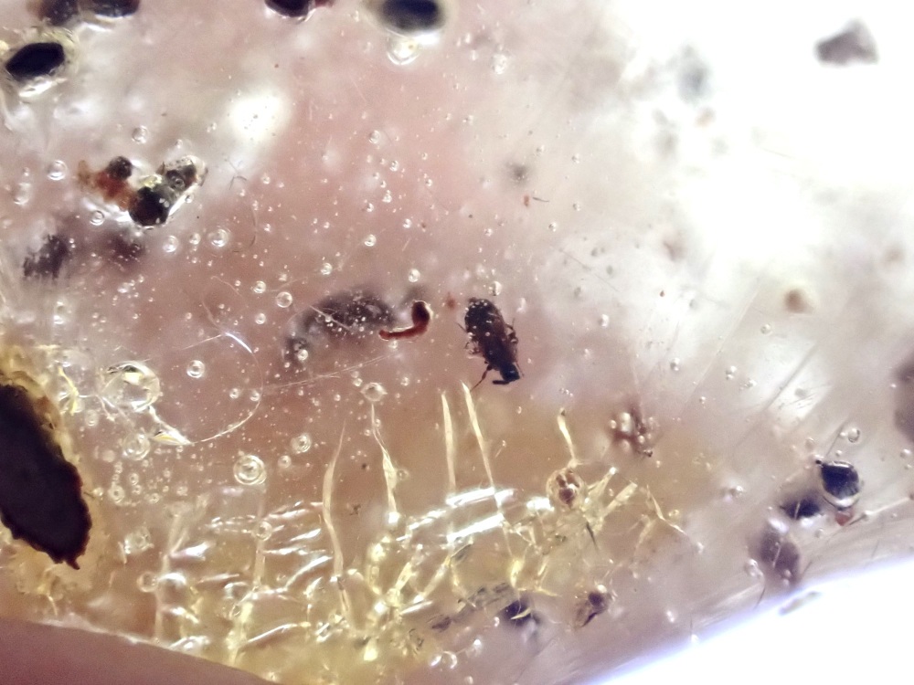 Madagascar Copal with Insect Inclusions #04