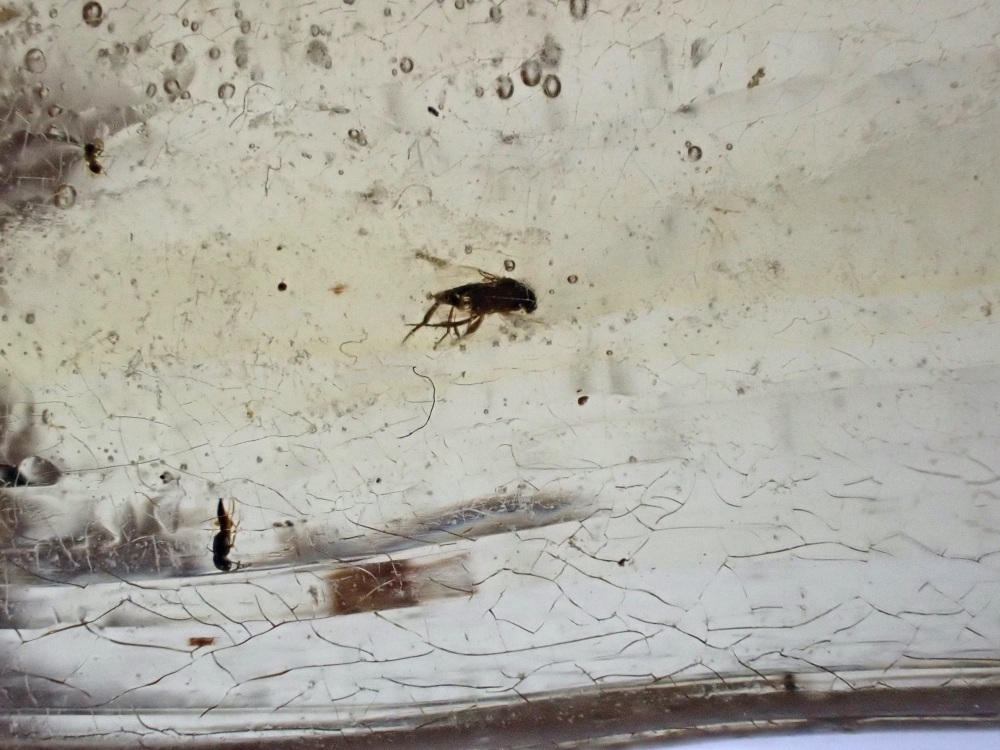 Madagascar Copal with Insect Inclusions #05