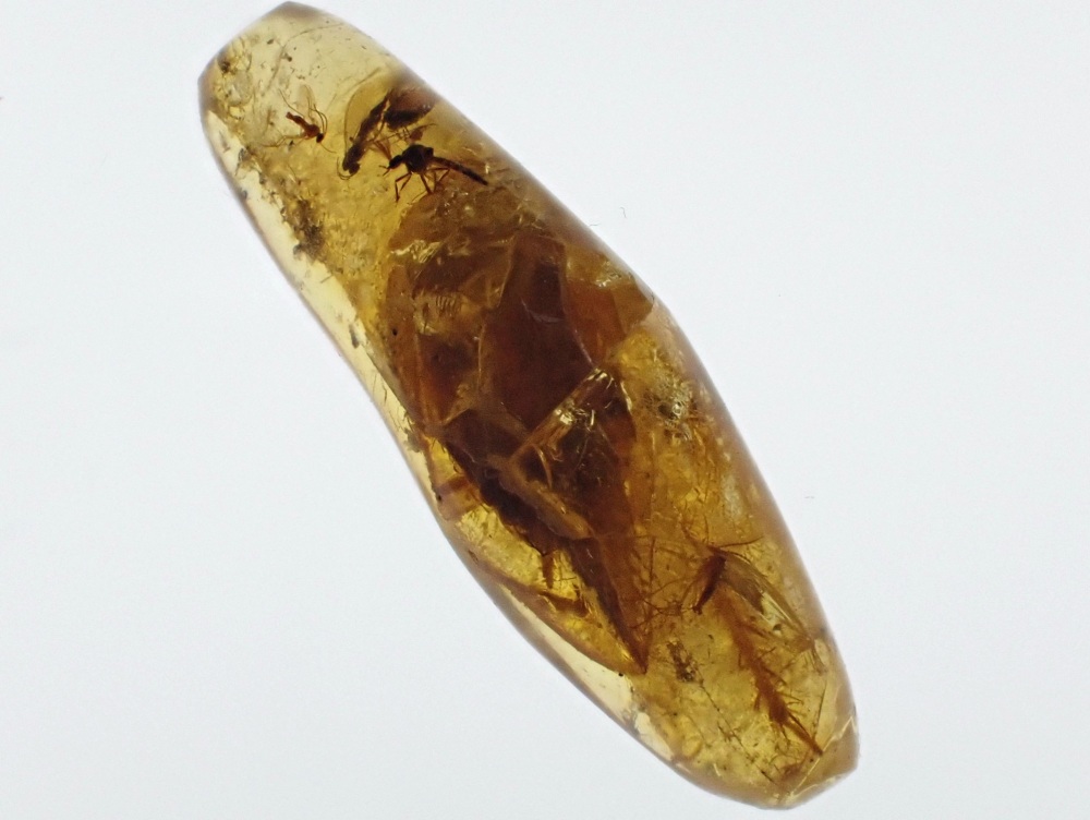 Madagascar Copal with Insect Inclusions #06