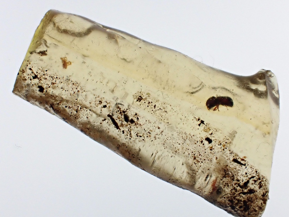 Madagascar Copal with Beetle Inclusion #07