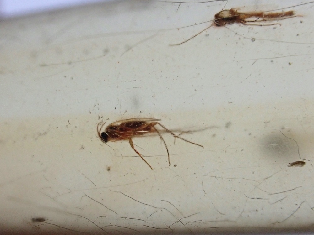 Madagascar Copal with Insect Inclusions #08