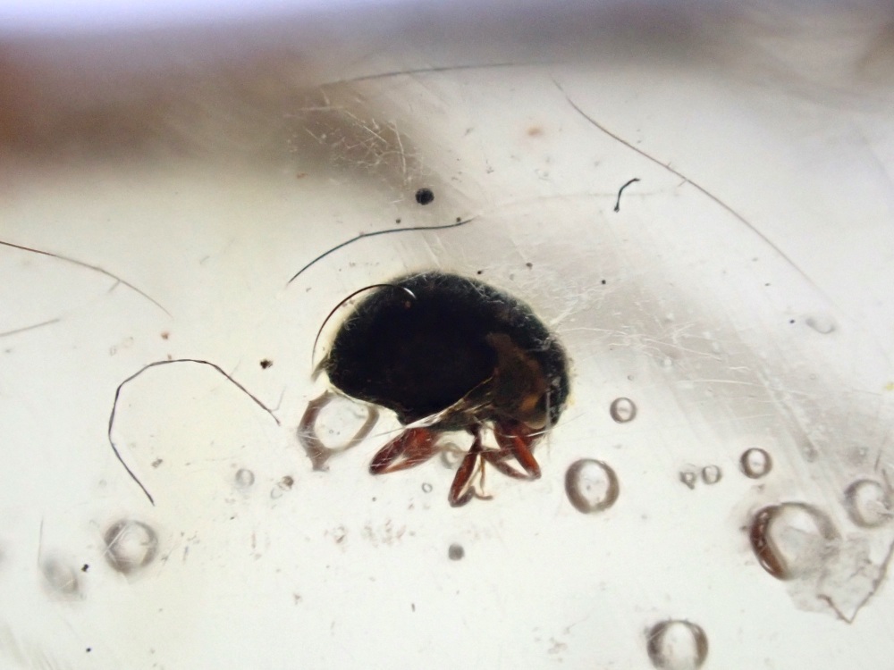 Madagascar Copal with Insect Inclusions #09