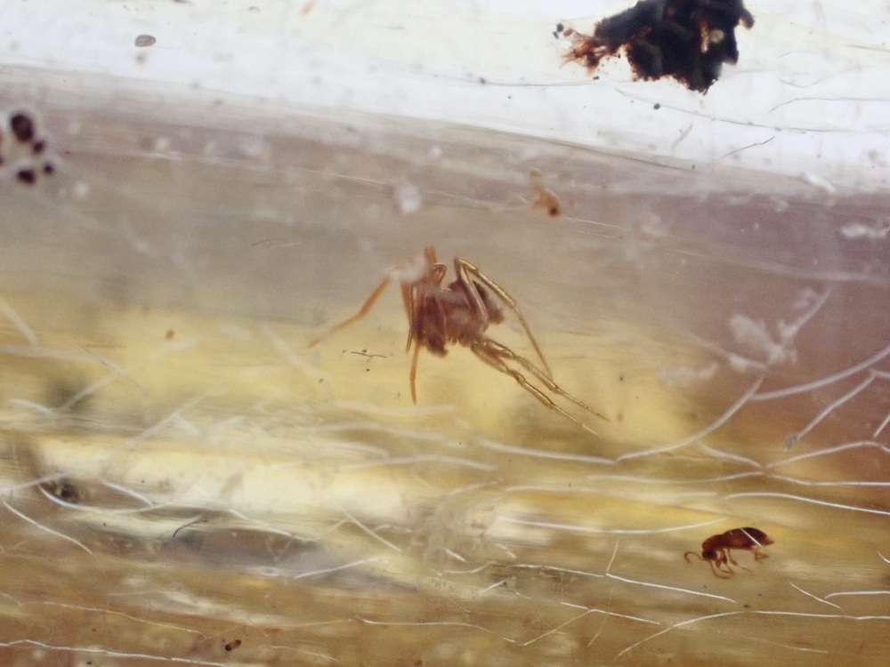 Madagascar Copal with Insect Inclusions #10