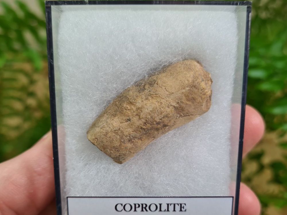 COPROLITE (DUNG), BULL CANYON FM. #02
