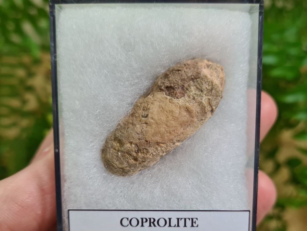 COPROLITE (DUNG), BULL CANYON FM. #04