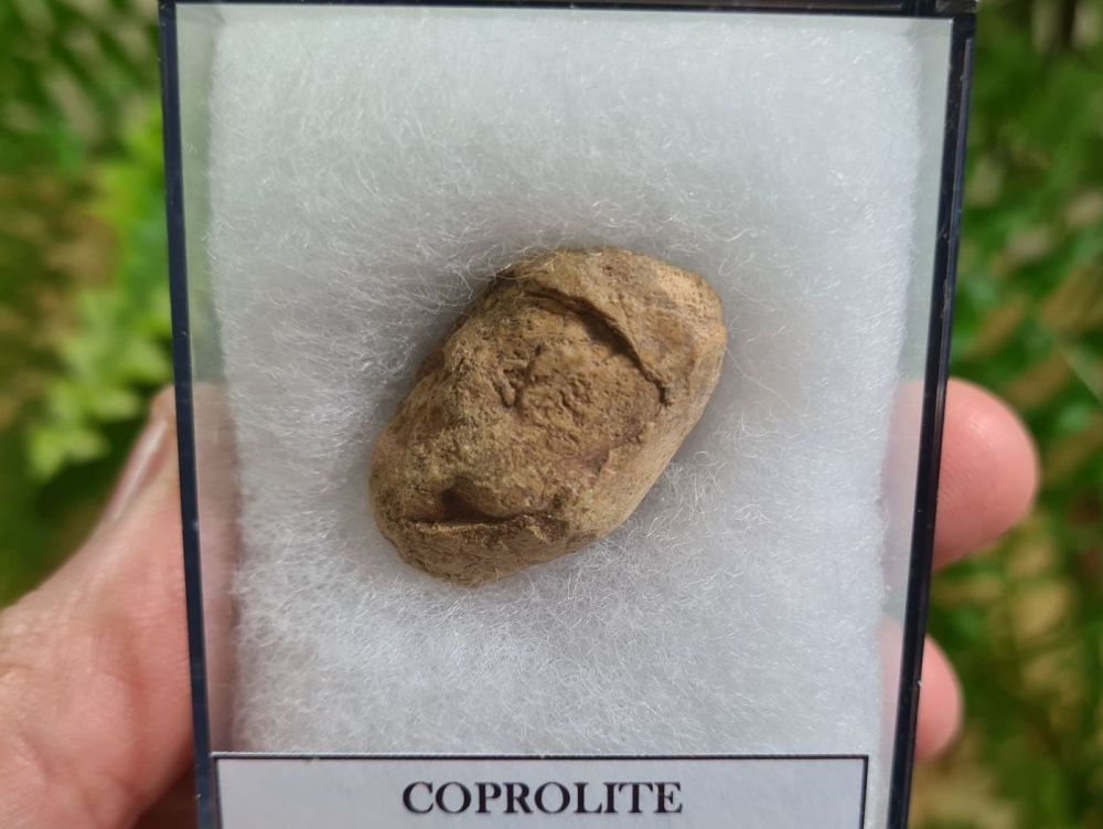 COPROLITE (DUNG), BULL CANYON FM. #07