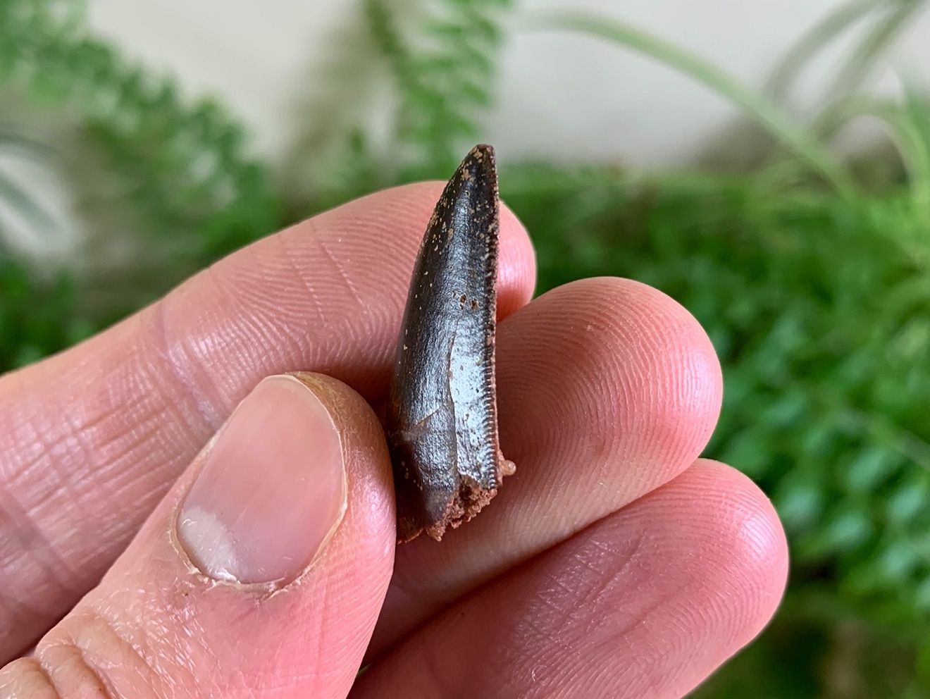 Dino Fossils UK Huge Selection of Fossils For Sale.