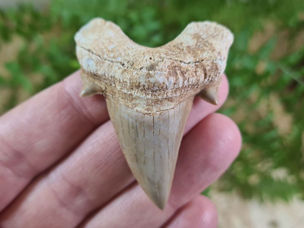Otodus obliquus Shark Tooth (2.16 inch) #20