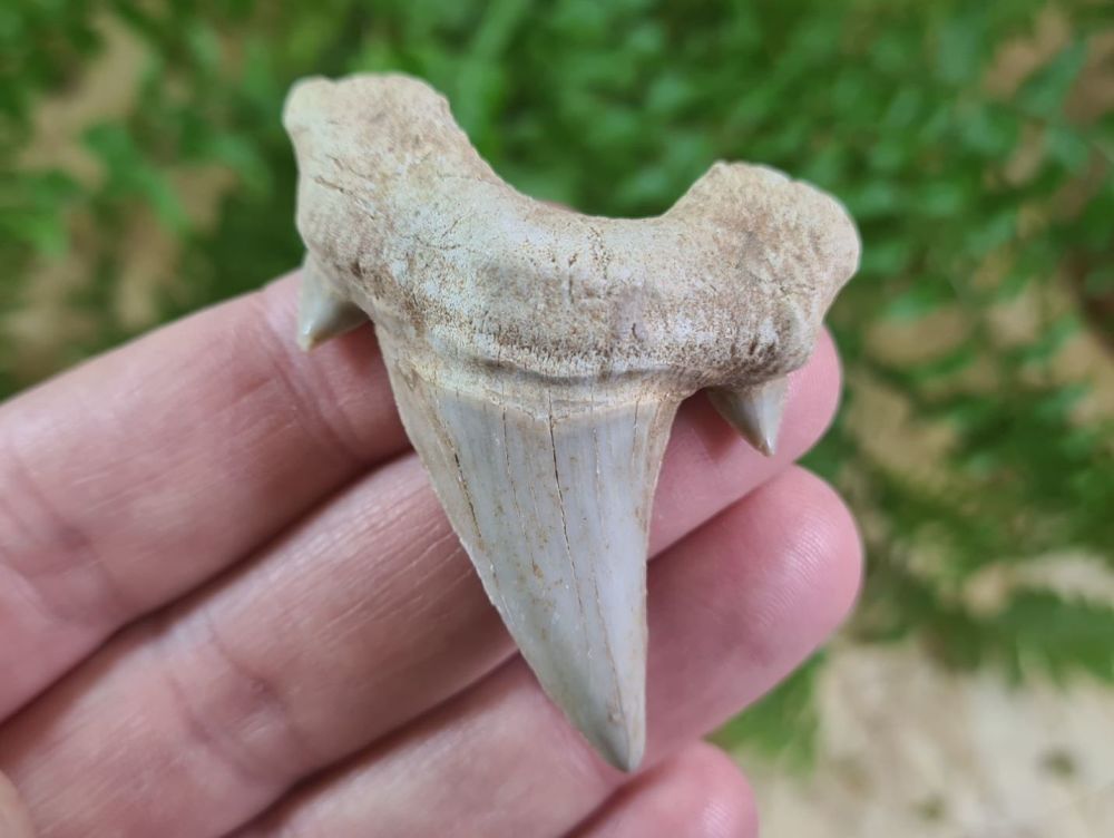Otodus obliquus Shark Tooth (2.36 inch) #22