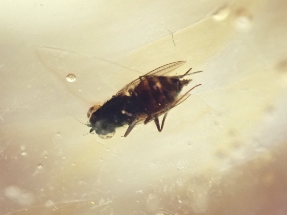 Dominican Amber Inclusion #07 (Fly Inclusions)