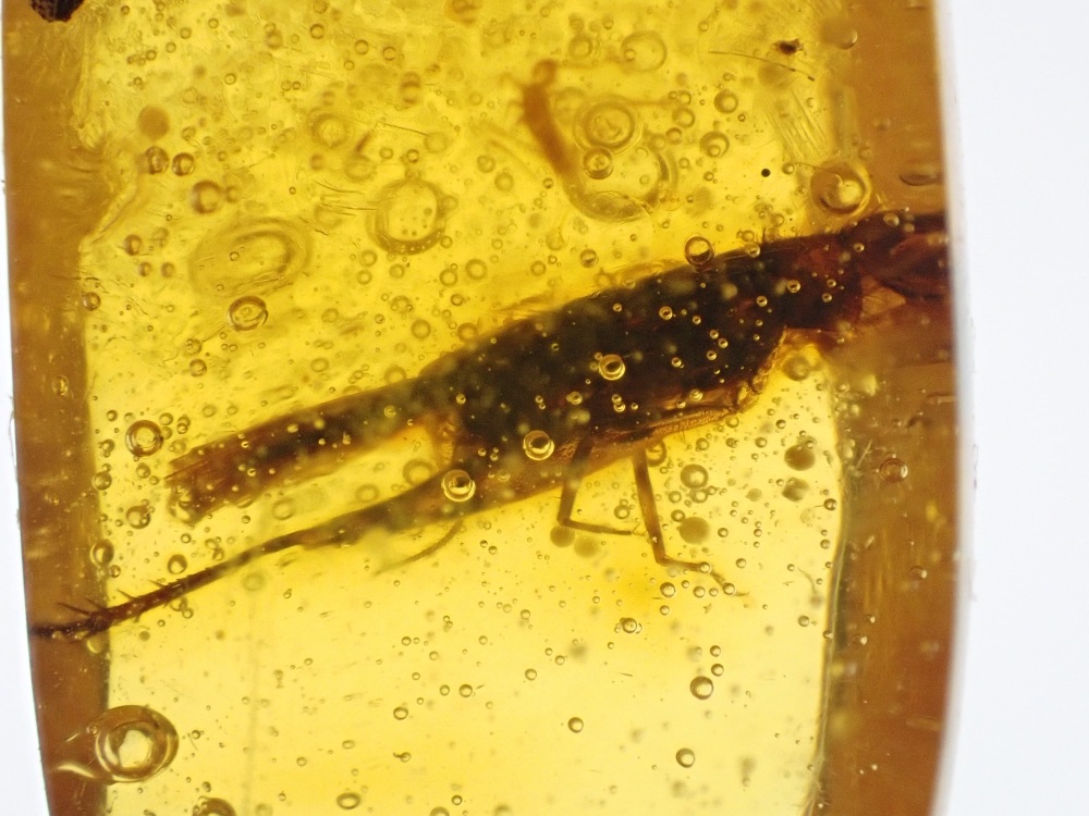 Dominican Amber Inclusion #12 (Winged Insect Inclusion)