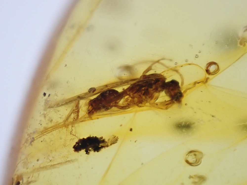 Dominican Amber Inclusion #13 (Winged Ant Inclusion)