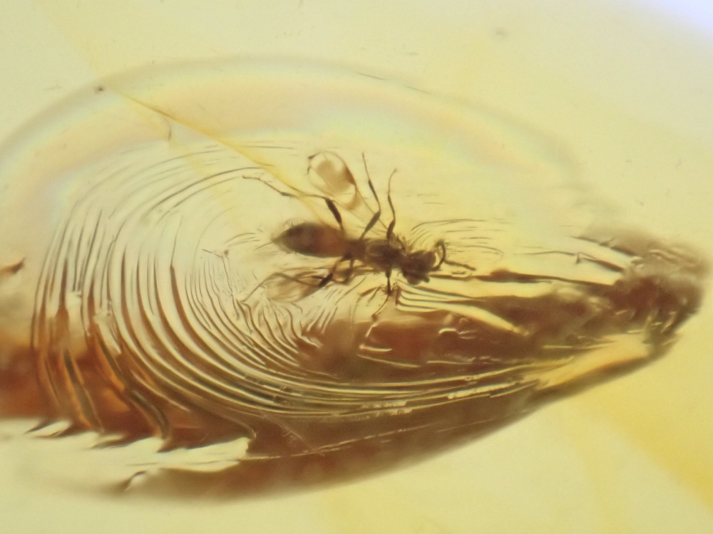 Dominican Amber Inclusion #16 (Winged Insect Inclusion)