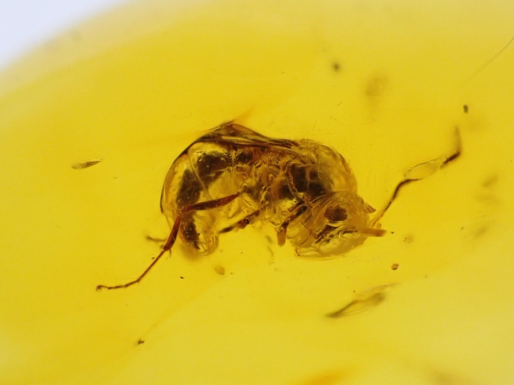 Dominican Amber Inclusion #18 (Large Ant Inclusion)