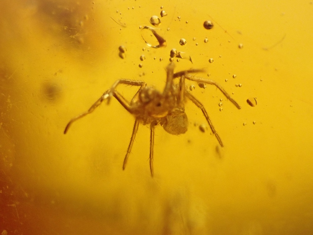 Dominican Amber Inclusion #19 (Small Spider & Fly Inclusions)