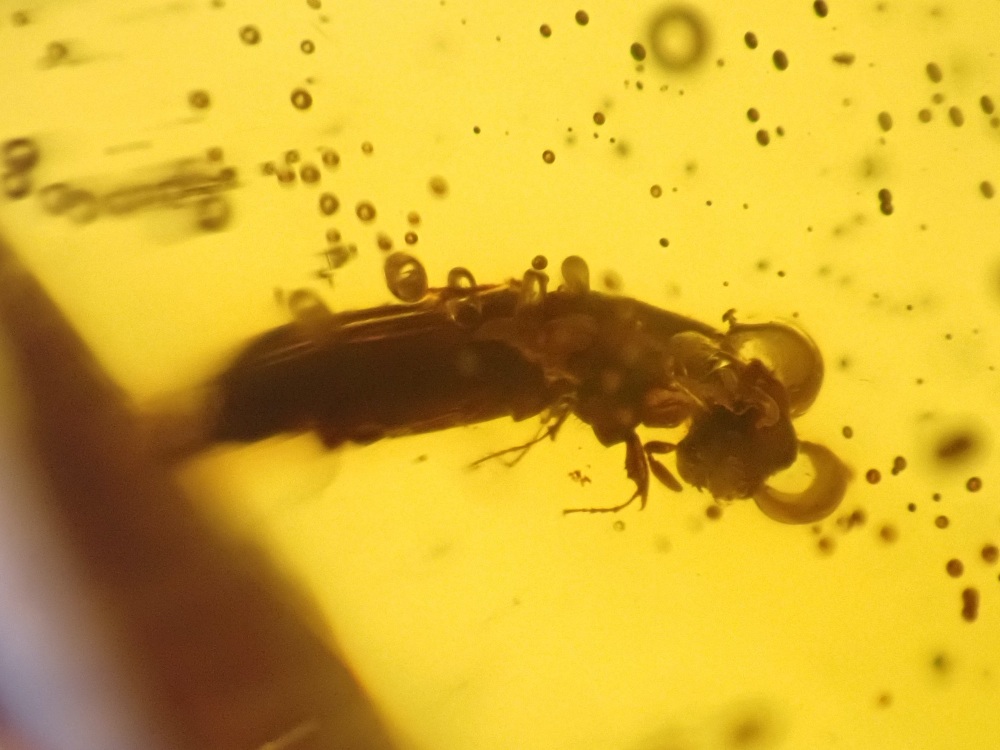 Dominican Amber Inclusion #21 (Beetle Inclusion)